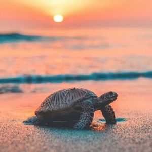 Meet your Posher, Paris